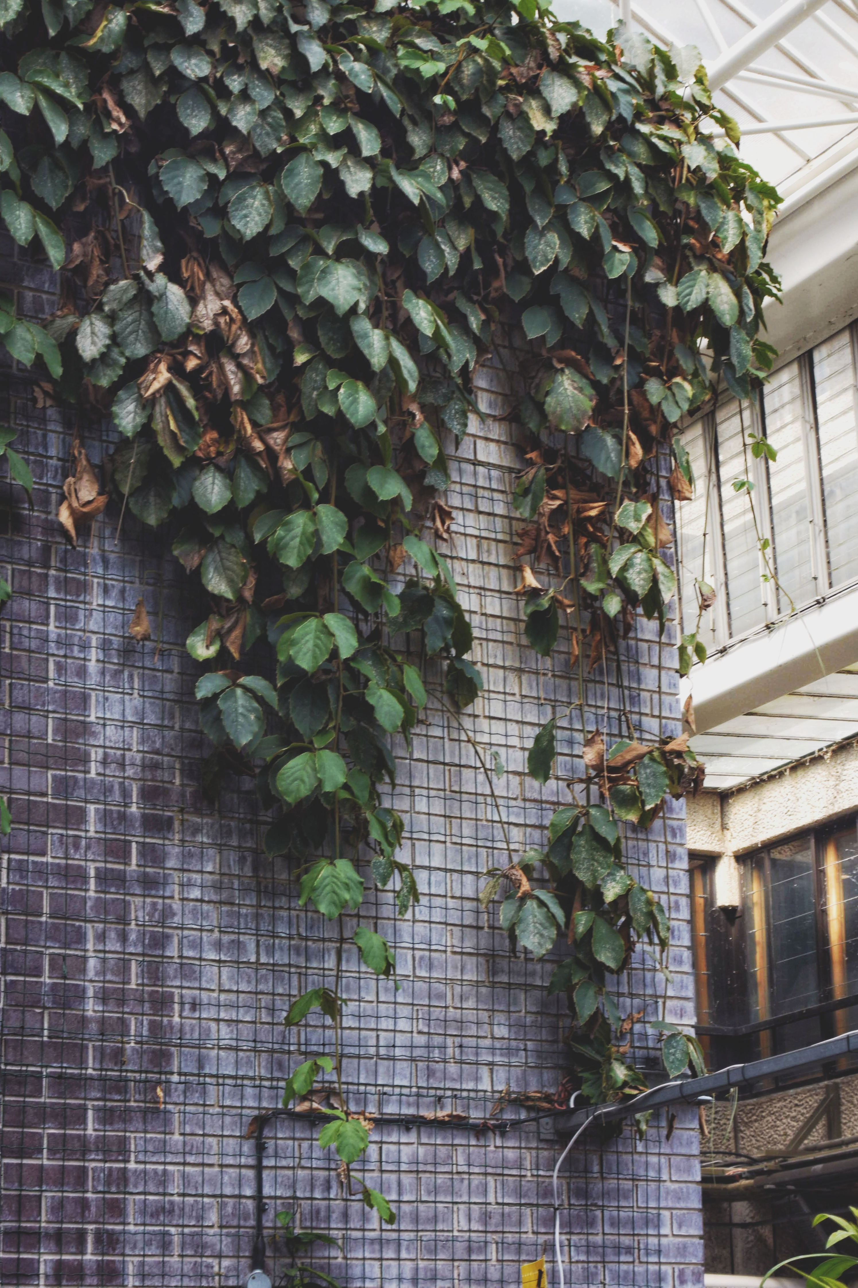 Barbican Conservatory hanging plants